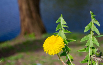 黄色<strong>的</strong>花<strong>蒲公英</strong>绿色背景春天夏天背景