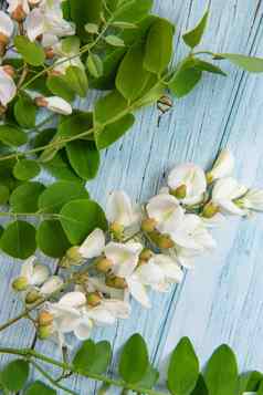 开花金合欢树叶孤立的蓝色的背景金合欢花洋槐pseudoacacia白色金合欢