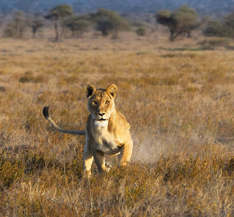 神奇的坦桑尼亚野生动物图片