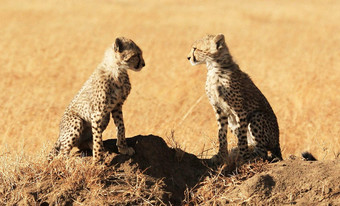 神奇的坦桑尼亚野生动物图片