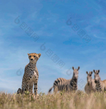 美丽的坦桑尼亚野生动物图片