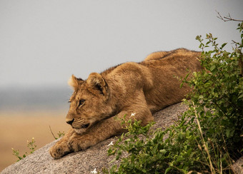 美丽的坦桑尼亚野生动物图片