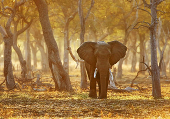 美丽的卢安瓜赞比亚野生动物图片