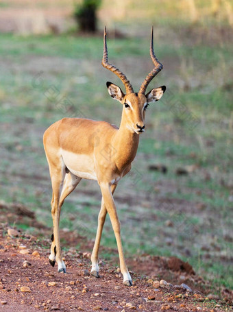 美丽的卢安<strong>瓜</strong>赞比亚野生动物图片