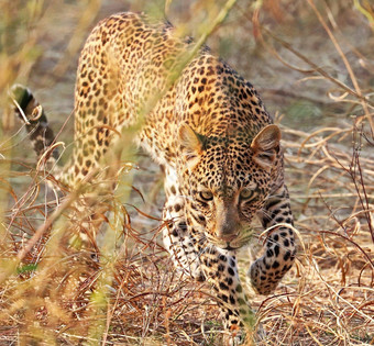 有创意的卢安<strong>瓜</strong>赞比亚野生动物图片