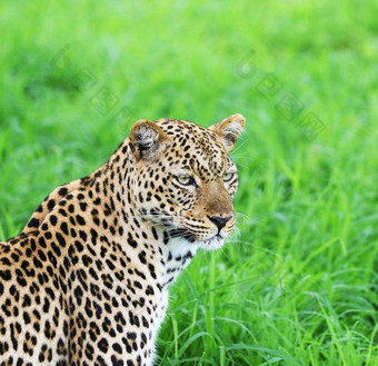 有创意的卢安瓜赞比亚野生动物图片