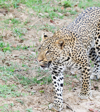 有创意的卢安瓜赞比亚野生动物图片