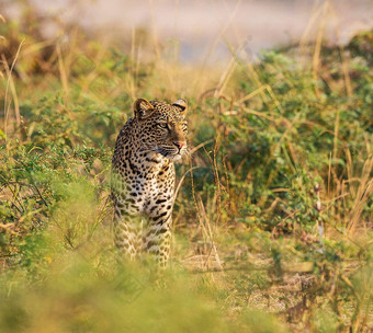 有创意的卢安<strong>瓜</strong>赞比亚野生动物图片