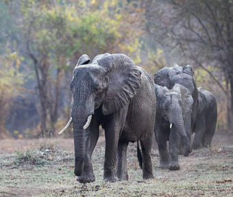 美丽的卢安<strong>瓜</strong>赞比亚野生动物图片