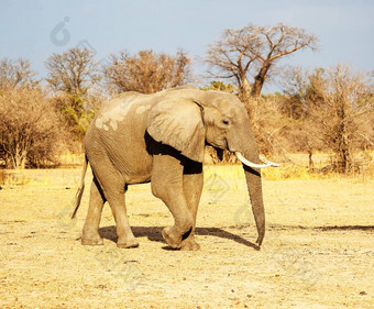 美丽的卢安瓜赞比亚野生动物图片