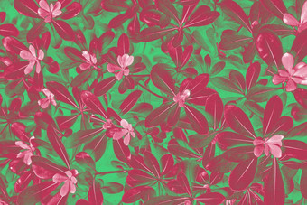时尚的爽肤水颜色还活着品红色的年轻的叶子植物布什海桐tobira自然背景海桐tobira背景
