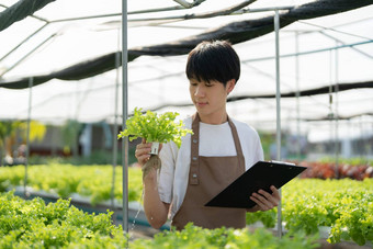 男人。农民收获蔬菜审计质量水培法农场有机新鲜的蔬菜农民工作水培蔬菜花园收获小业务概念