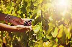 特写镜头未知的混合比赛农民挑选新鲜的红色的葡萄植物葡萄园拉美裔女人触碰作物生产检查酒农场夏天检查水果收获