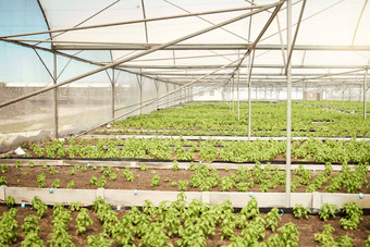 树苗空温室空幼苗农场绿色温室植物温室集合植物植物农场