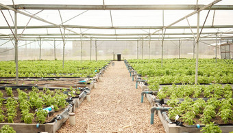集合植物农场温室植物日益增长的温室豆芽日益增长的户外农场空蔬菜农场树苗日益增长的花园