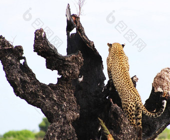 神奇的乔贝博茨瓦纳野生动物图片