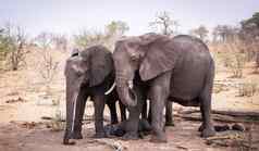 神奇的乔贝博茨瓦纳野生动物图片