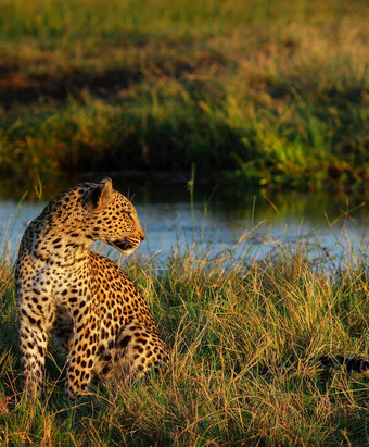 乔贝博茨瓦纳野生动物图片