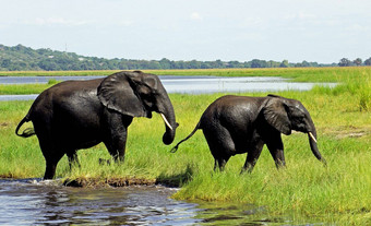 乔贝博茨瓦纳野生动物图片