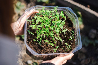 绿色番茄植物幼苗概念农业种植