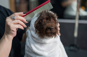 女人梳理可爱的小狗贵宾犬玩赏犬混合包装白色毛巾洗梳理沙龙