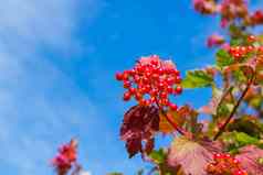 迹象秋天成熟的荚莲属的植物浆果黄色的秋天叶子蓝色的天空复制空间收获时间