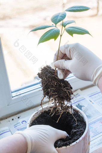 女人的手移植植物能首页园艺搬迁房子植物花店种植花植物能培养室内植物日益增长的植物学概念