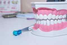 牙齿模型牙科工具白色背景健康的护理概念类型牙刷美丽的微笑概念