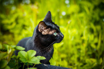 黑色的猫绿色草小猫坐着花园快乐草地可爱的黑色的猫说谎绿色草不信任黑色的猫迷信使者坏运气好运气黑色的猫升值一天