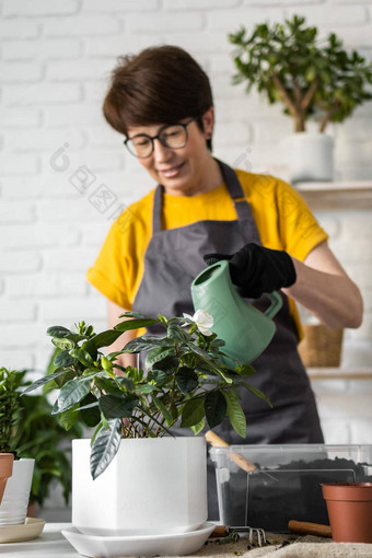 园艺首页特写镜头女种植浇水<strong>绿色植物</strong>浇水首页盆栽<strong>绿色植物</strong>首页首页丛林花装饰花店商店概念