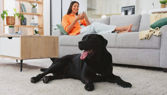 放松自拍狗女人沙发周末打破社会媒体应用程序图片技术和平女孩宠物生活房间首页可爱的犬类积极的动物护理