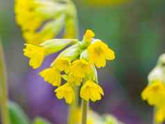 自然春天黄色的花盛开的花园生态园艺叶风景可持续发展的美花植物自然有机色彩斑斓的花瓣户外环境