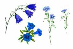 集野生场蓝色的花草本植物水彩手画