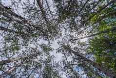 森林视图底树树冠照片展示了和平平静的大气森林邀请观众浸泡自然