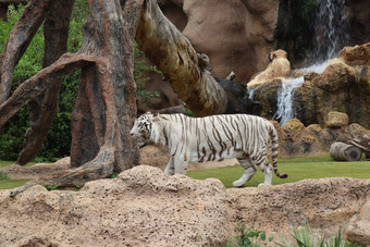 白色老虎他们公园他们公园tenerife金丝雀岛屿西班牙