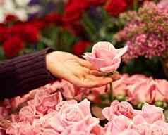 花园自然手花粉红色的玫瑰情人节一天浪漫周年纪念日园艺春天特写镜头女人购买花束自然花玫瑰植物商店