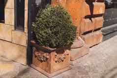 陶瓷花床上绿色布什最初植物区系装饰入口集团私人房子餐厅