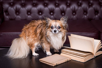 长头发的吉娃娃自然光休息室书沙发好玩的狗狗沙发上吉娃娃放松
