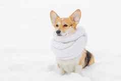 肖像可爱的威尔士矮脚狗狗白色围巾走冷淡的早....冷雪肖像小狗森林冬天