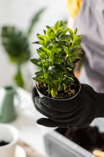 特写镜头春天室内植物护理报告室内植物醒着的室内植物春天复制空间女移植植物能首页园丁移植绿色植物