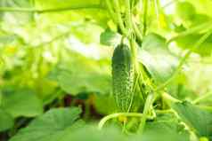 黄瓜日益增长的温室健康的蔬菜农药有机产品年轻的植物盛开的黄瓜黄色的花太阳植物很多蔬菜