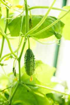 黄瓜日益增长的温室健康的蔬菜农药有机产品年轻的植物盛开的黄瓜黄色的花太阳植物很多蔬菜