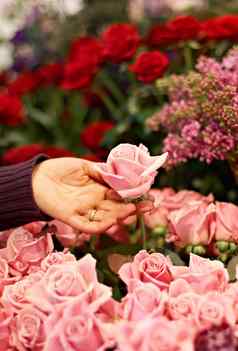 玫瑰手户外植物花园和平颜色增长情人节一天礼物花植物叶子可持续发展的园艺美花束春天花布什自然