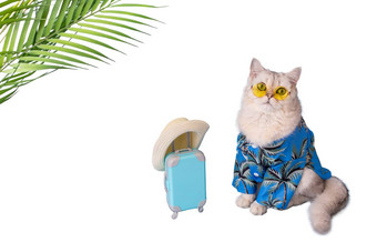 可爱的猫蓝色的夏天衬衫黄色的眼镜坐着小蓝色的手提箱