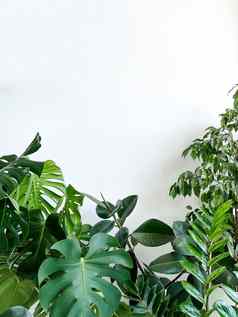 植物monstera美味的扎米奥库尔卡斯热带榕属植物白色背景极简主义