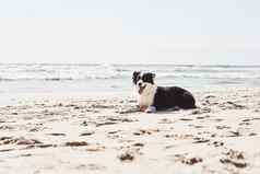 海滩天带犬类朋友可爱的边境牧羊犬海滩
