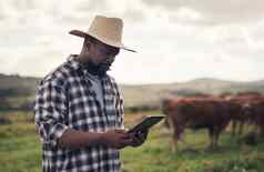 牲畜管理使更容易聪明的科技成熟的男人。数字平板电脑工作牛农场