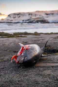 死海豚海滩死海动物腐烂的尸体全球灭绝概念
