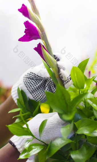 自然花店手紫色的郁金香花束安排礼物花花园绿色植物爱好园丁检查自然花植物户外生态友好的环境
