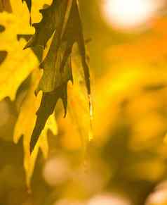 秋天叶子环境特写镜头生态季节改变树花园自然增长颜色平静风景叶树秋天森林公园后院
